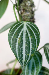 Piper sp. Kalimantan "Watermelon"